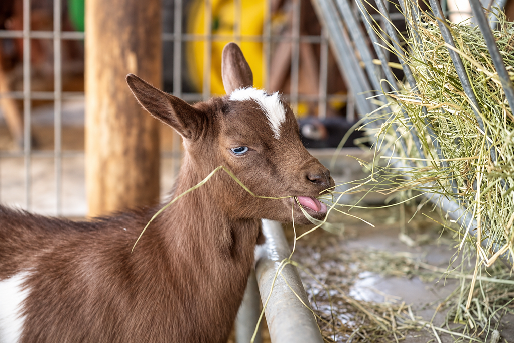 Davison Orchards Fall Farm Experience